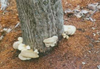Pearl Oyster mushrooms fruiting on a log