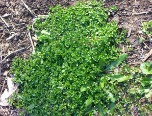 Chickweed & Dandelion