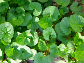 Garlic Mustard
