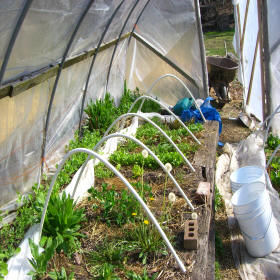 Inside the hoophouse - a variety of salad and cooking greens