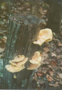 chicken-of-the-woods mushrooms