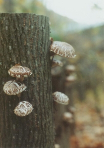 shiitake mushrooms fruiting on a log