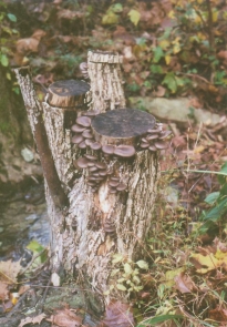 Grey Dove Oyster mushrooms fruiting on a stump