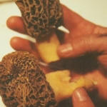 Morel Mushrooms