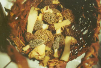 A sampling of different varieties of Morel Mushrooms