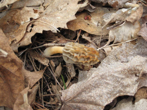 Morel Mushroom!